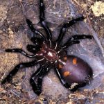 Une araignée noire avec des marques orange