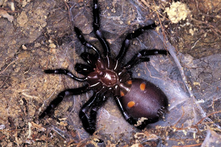 Une araignée noire avec des marques orange
