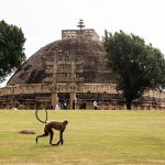 Un singe devant le stupa de Sanchi