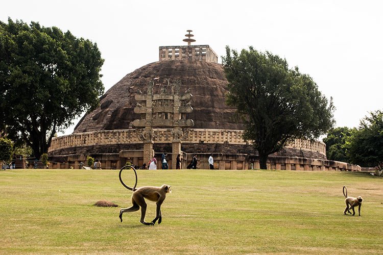 Un singe devant le stupa de Sanchi