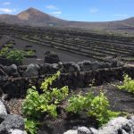 les meilleures caves de Lanzarote pour les dégustations de vins