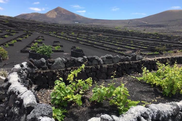 les meilleures caves de Lanzarote pour les dégustations de vins
