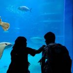 Deux personnes observant des poissons dans un aquarium