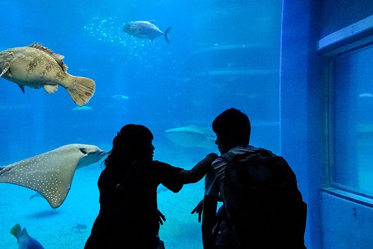 Deux personnes observant des poissons dans un aquarium