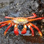découvrez les galápagos, un archipel fascinant célèbre pour sa biodiversité exceptionnelle et ses paysages à couper le souffle. explorez les îles, rencontrez des espèces uniques et plongez dans un environnement naturel préservé, parfait pour les amoureux de la nature et les aventuriers.