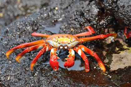 découvrez les galápagos, un archipel fascinant célèbre pour sa biodiversité exceptionnelle et ses paysages à couper le souffle. explorez les îles, rencontrez des espèces uniques et plongez dans un environnement naturel préservé, parfait pour les amoureux de la nature et les aventuriers.