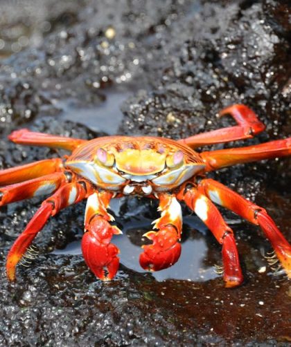 découvrez les galápagos, un archipel fascinant célèbre pour sa biodiversité exceptionnelle et ses paysages à couper le souffle. explorez les îles, rencontrez des espèces uniques et plongez dans un environnement naturel préservé, parfait pour les amoureux de la nature et les aventuriers.