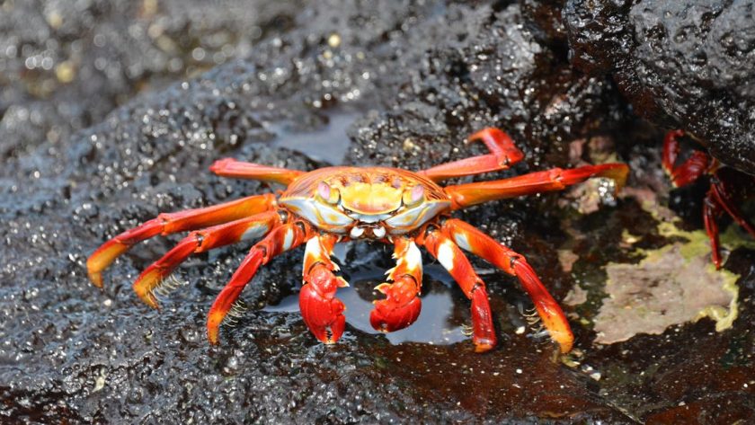 découvrez les galápagos, un archipel fascinant célèbre pour sa biodiversité exceptionnelle et ses paysages à couper le souffle. explorez les îles, rencontrez des espèces uniques et plongez dans un environnement naturel préservé, parfait pour les amoureux de la nature et les aventuriers.