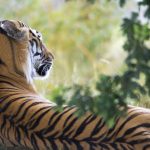 découvrez le baume du tigre, un remède naturel apaisant pour soulager les douleurs musculaires, les tensions et les maux de tête. explorez ses propriétés thérapeutiques et les bienfaits de cet onguent traditionnel.