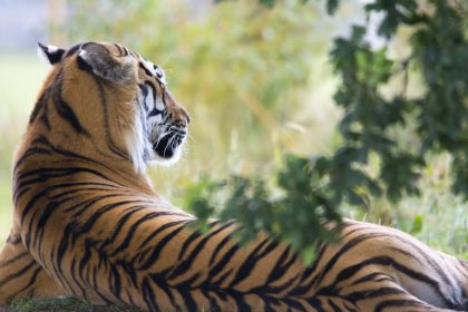 découvrez le baume du tigre, un remède naturel apaisant pour soulager les douleurs musculaires, les tensions et les maux de tête. explorez ses propriétés thérapeutiques et les bienfaits de cet onguent traditionnel.