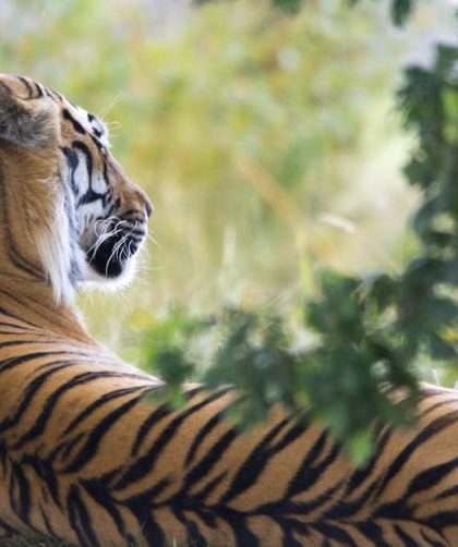 découvrez le baume du tigre, un remède naturel apaisant pour soulager les douleurs musculaires, les tensions et les maux de tête. explorez ses propriétés thérapeutiques et les bienfaits de cet onguent traditionnel.