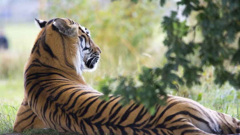 découvrez le baume du tigre, un remède naturel apaisant pour soulager les douleurs musculaires, les tensions et les maux de tête. explorez ses propriétés thérapeutiques et les bienfaits de cet onguent traditionnel.