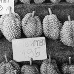 découvrez le durian, ce fruit tropical au goût unique et à l'odeur puissante. plongez dans son monde fascinant entre traditions culinaires et bienfaits nutritionnels, et apprenez à apprivoiser cet incontournable de l'asie du sud-est.