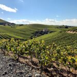 Vignes dans un paysage vallonné