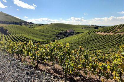 Vignes dans un paysage vallonné