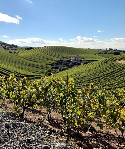 Vignes dans un paysage vallonné