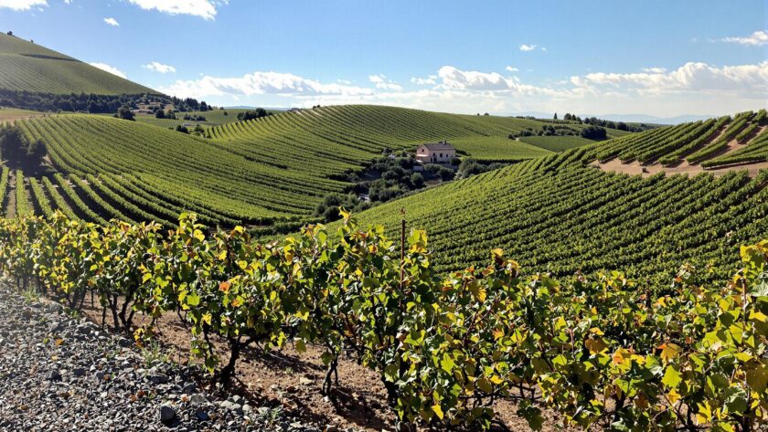 Vignes dans un paysage vallonné