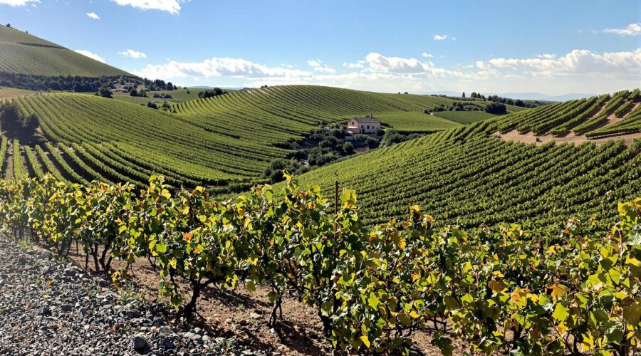 Vignes dans un paysage vallonné