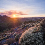 Coucher de soleil avec des fleurs blanches