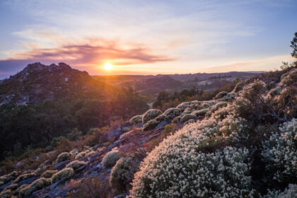Coucher de soleil avec des fleurs blanches