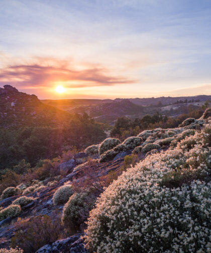 Coucher de soleil avec des fleurs blanches