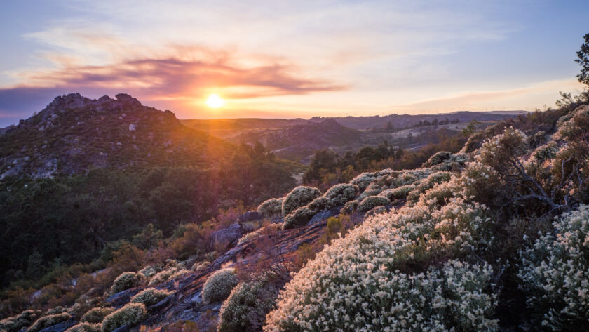 Coucher de soleil avec des fleurs blanches