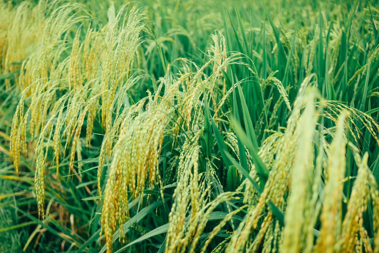 Épis de riz en fleurs